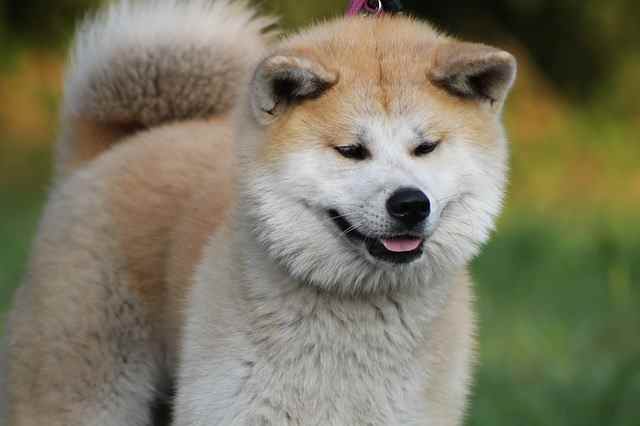 Akita Inu Akita Inu