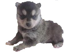 Alaskan Klee Kai Puppy