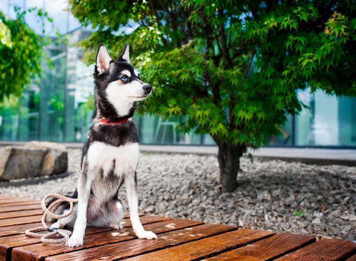 Alaskan Klee Kai is a good example of an energetic dog breed