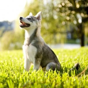 Alaskan Klee Kai sitting in the grass.