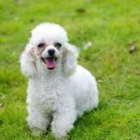 Link to breeds good for allergy sufferers