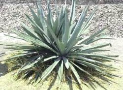 Plants Poisonous to Dogs