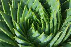Aloe Vera is a plant poisonous to dogs.