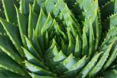 Aloe Vera is a plant poisonous to dogs. Aloe Vera is a plant poisonous to dogs.