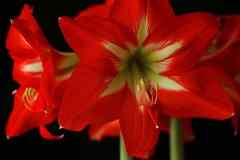 Amaryllis also is known as Belladonna lily, Saint Joseph lily, Cape Belladonna, Naked Lady