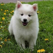 American Eskimo Dog