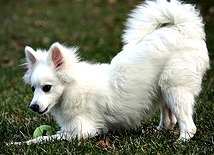 Playful American Eskimo Dog