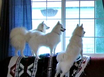 Three American Eskimo Dogs