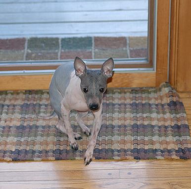 American Hairless Terrier