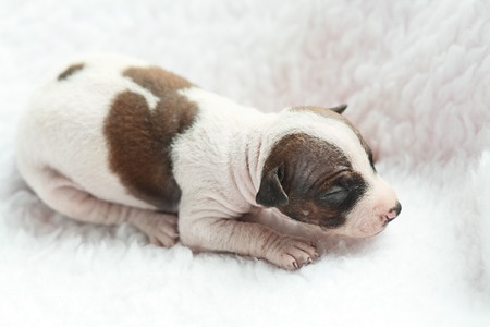 American Hairless Terrier Newborn Puppy