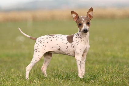 Short-haired Small Dogs Breeds For Those That Hate to Groom