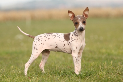 american hairless terrier kennel