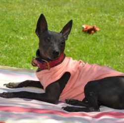 American Hairless Terrier