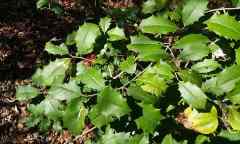 American Holly is a plant toxic to dogs American Holly is a plant toxic to dogs