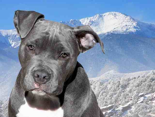 Pitbull facing the camera