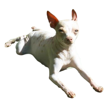 American Hairless Terrier