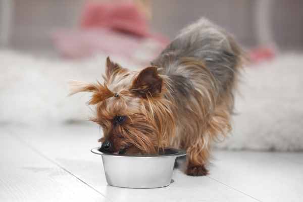 A Yorkie is eating out of a bowl of dog food
