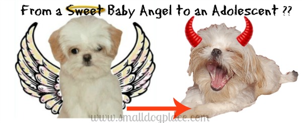 Surviving an adolescent dog, from angel to devil?