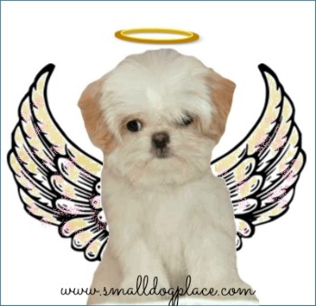 Turn Puppy Behavior Problems into the Perfect Puppy Angel