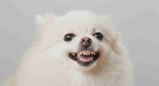 White Pomeranian showing his teeth