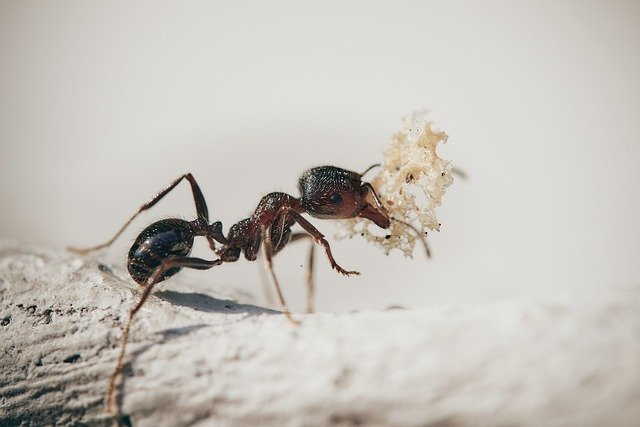 Ants are one insect that is often the target for professionals trying to target pest infestation