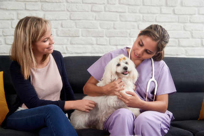 A veterinarian and client are discussing the benefits of CBD as antioxidants for the small dog pictured.