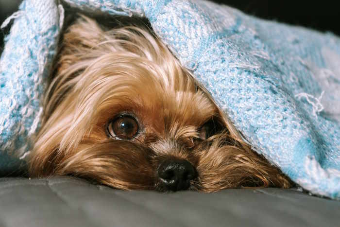 7 Natural Remedies To Relieve Your Dog's Anxiety