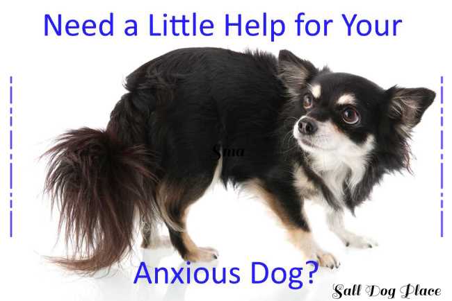 General Anxiety in Dogs is shown in this worried Chihuahua.