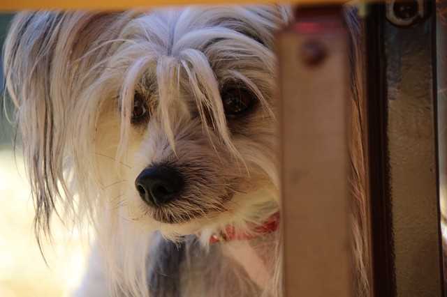 A Chinese Crested dog is peering out the door.