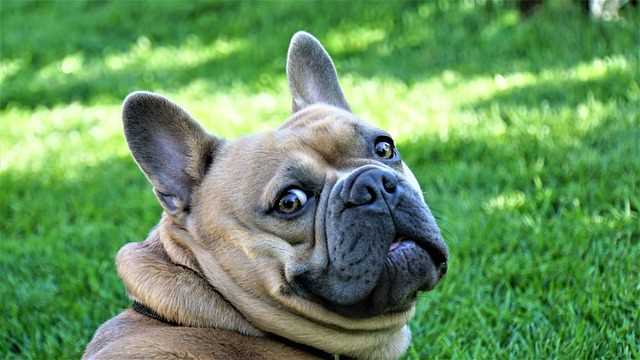 Anxious French Bulldog