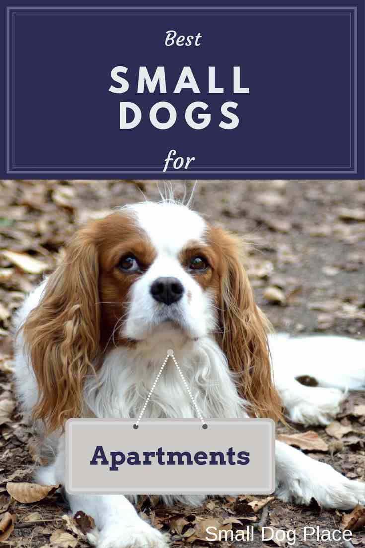 Best small dogs for apartment living Best Small Dogs for People Who Live in Smaller Spaces