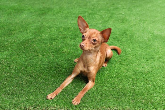 Dog is lying on artificial grass Dog is lying on artificial grass
