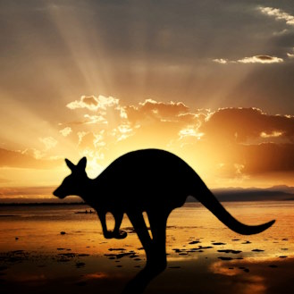 A kangaroo is standing with background