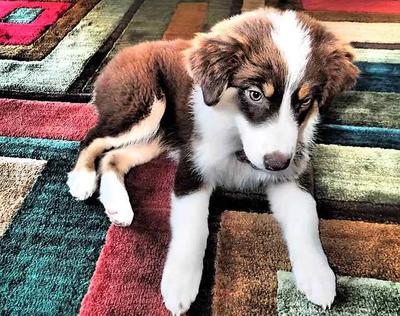 Australian Shepherd puppy