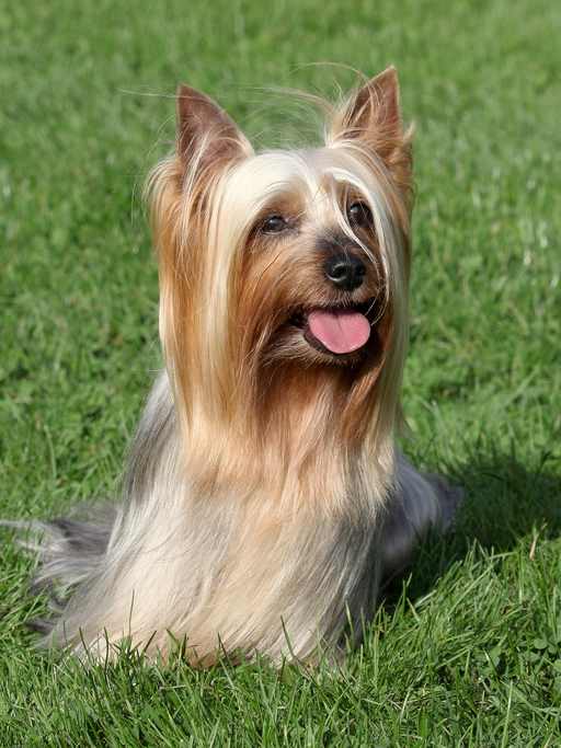 Silky Terrier - Temperament, History and More