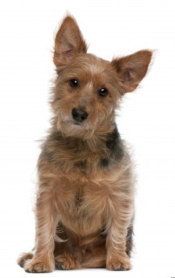 Australian Terrier Pictured on https://www.smalldogplace.com