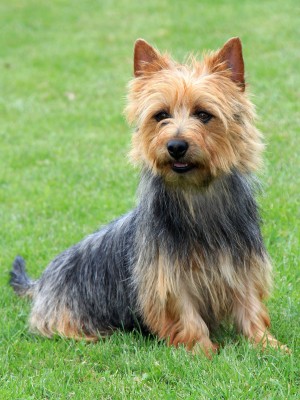 Australian Terrier Australian Terrier