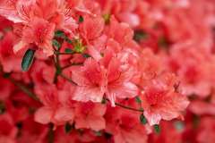 Pink Azalea Bush