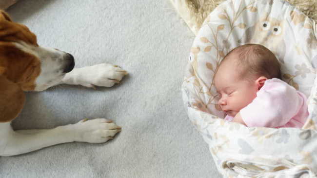 An infant is sleeping while a beagle dog looks on.
