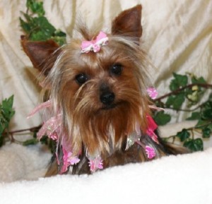 Yorkshire Terrier Yorkshire Terrier