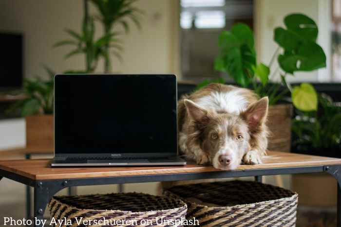 Dog is lying next to laptop computer