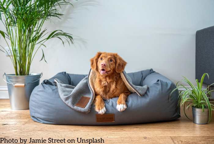 Brown dog is resting on a large dog bed