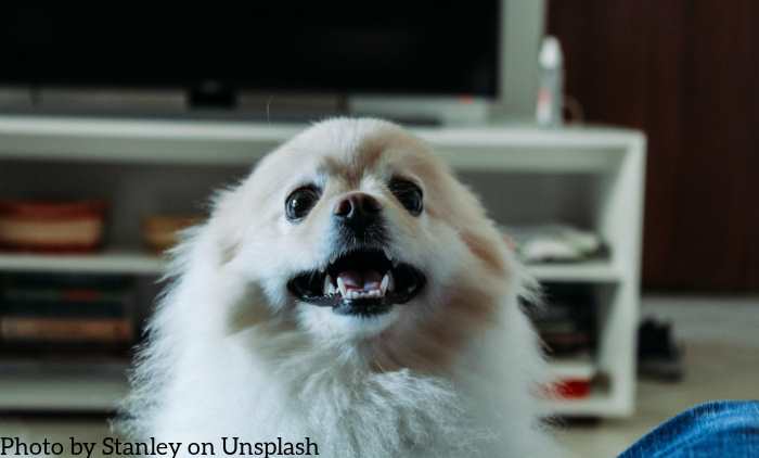 A small spitz dog is looking directly at the camera.