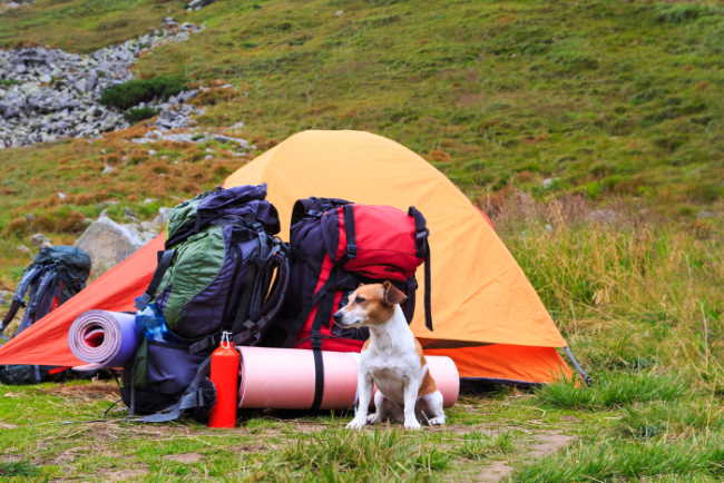 Small dog with backpacking gear and tent