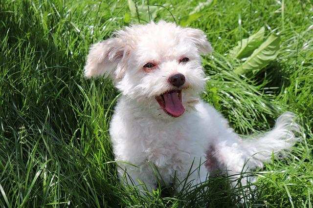 A white dog appears to be barking