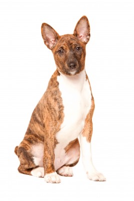 Basenji