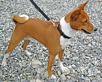 Basenji Basenji