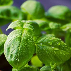 Basil Plans will help keep pest away