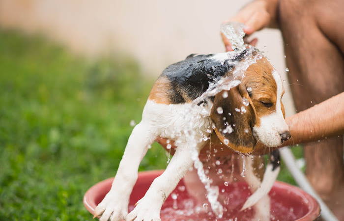 A young beagle puppy getting a bath.