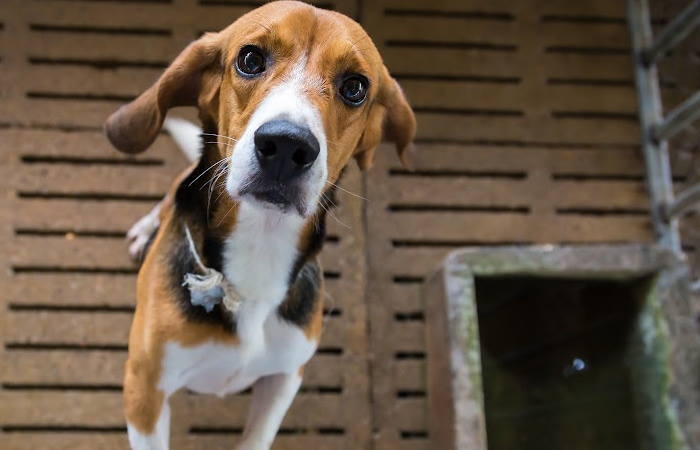 Raise Your Dog to Enjoy Being in a Crate A beagle dog is confined to a small enclosure.